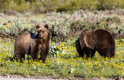 Huffman, Sen. Booker Commend Decision to Maintain Protections for Grizzlies