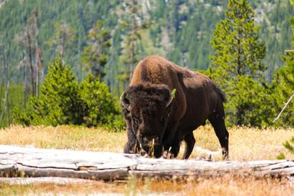 Grijalva, Booker Introduce Bill to Permanently Protect American Bison, Grizzly Bears, and 