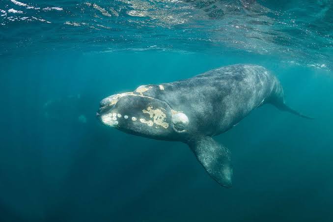 House Republicans Pass Bills to Push North Atlantic Right Whales Toward Extinction, Let Tr